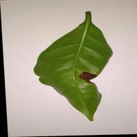 Dataset Image