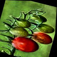 Dataset Image
