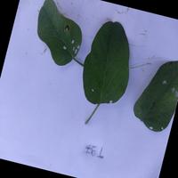 Dataset Image