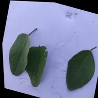 Dataset Image