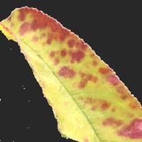 Dataset Image