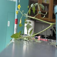 Dataset Image