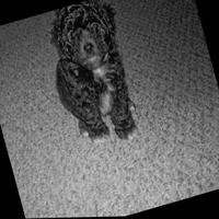 Dataset Image