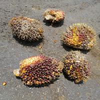 Dataset Image