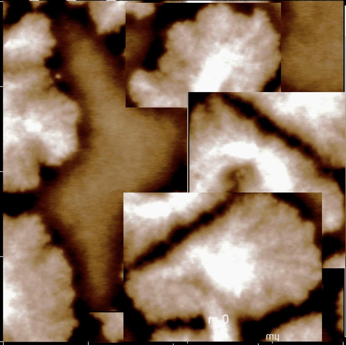 Dataset Image