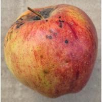 Dataset Image