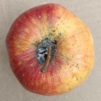Dataset Image