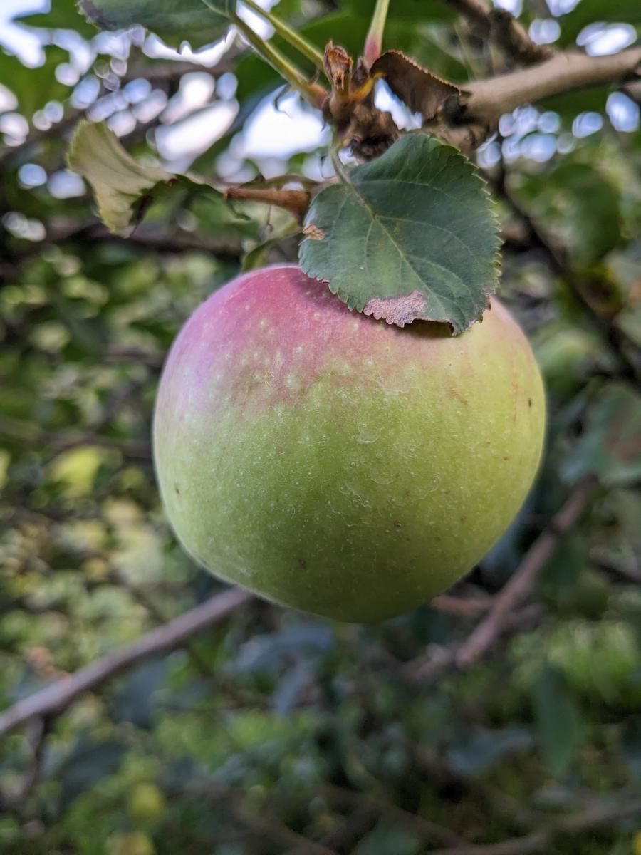 Dataset Image