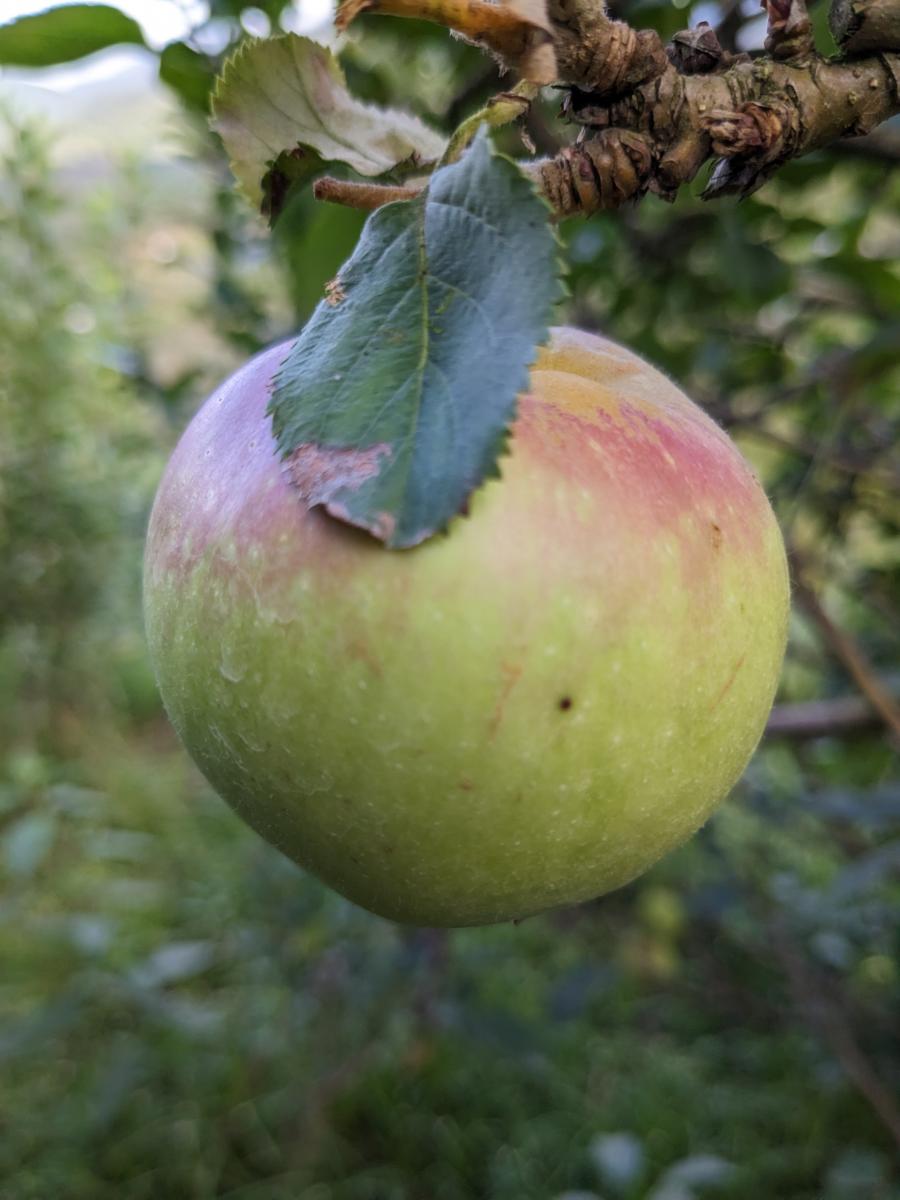 Dataset Image
