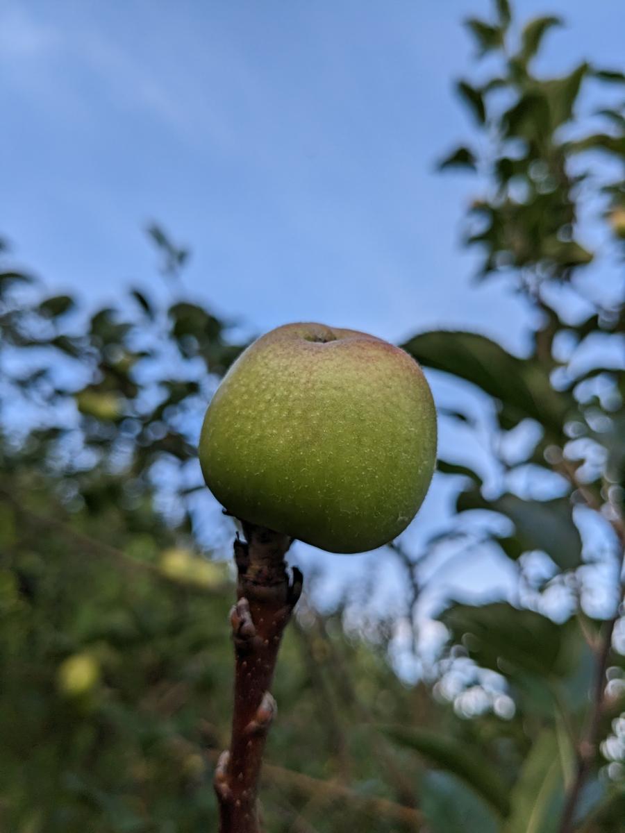 Dataset Image