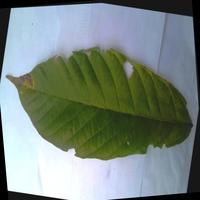 Dataset Image