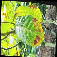 Dataset Image