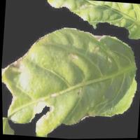 Dataset Image
