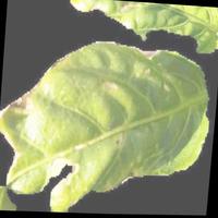 Dataset Image