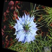 Dataset Image
