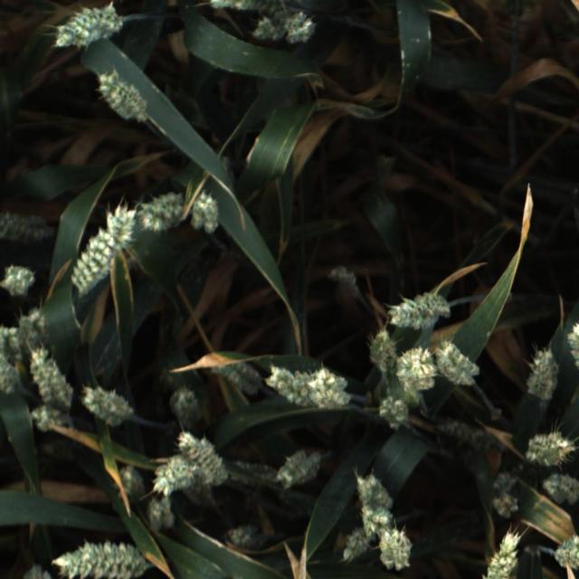 Dataset Image