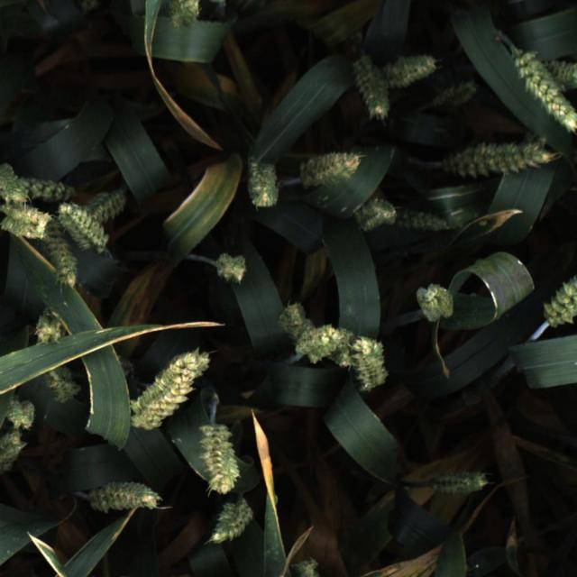 Dataset Image