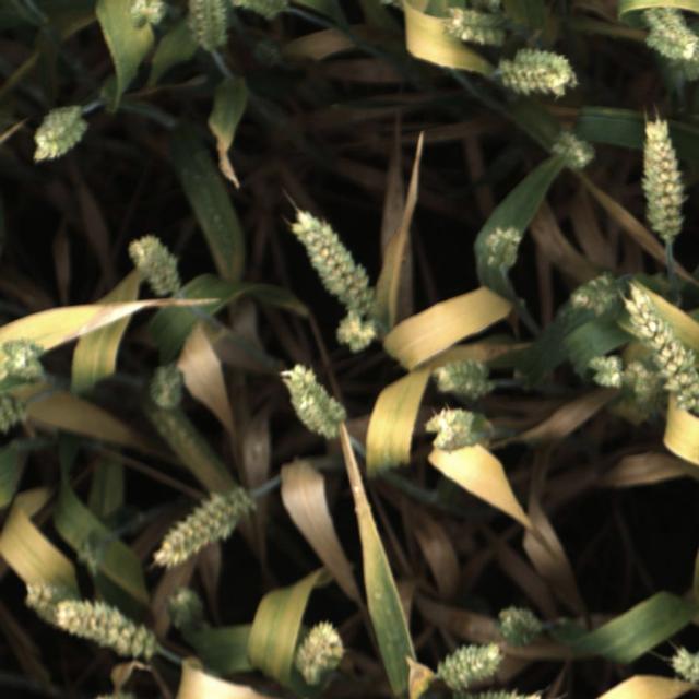 Dataset Image