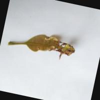 Dataset Image