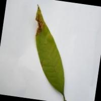 Dataset Image
