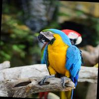 Dataset Image
