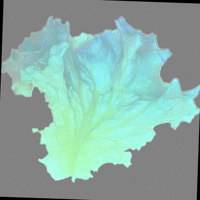 Dataset Image