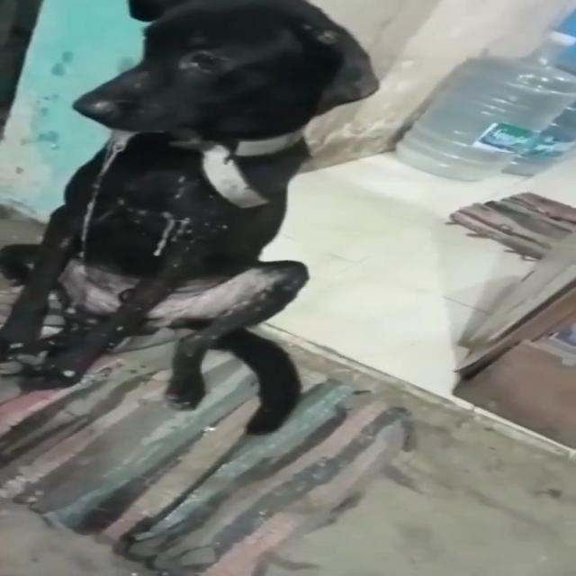 Dataset Image