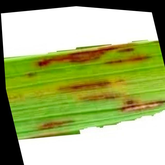 Dataset Image