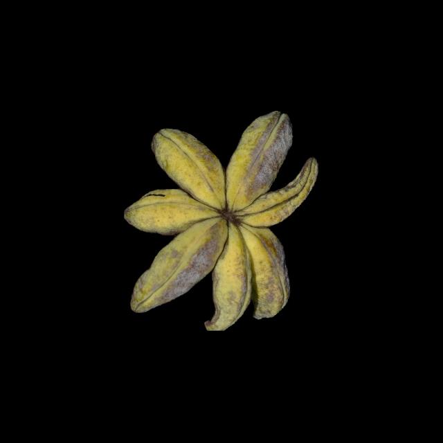 Dataset Image