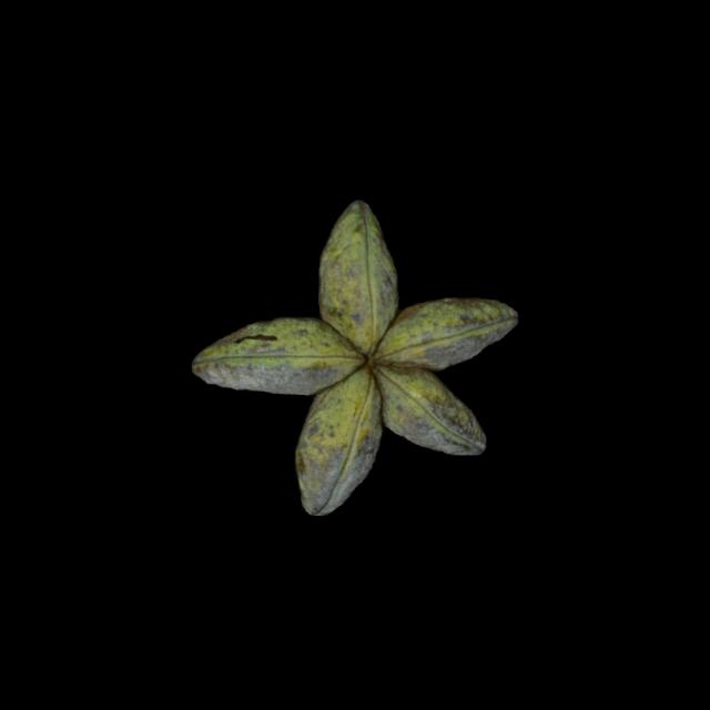 Dataset Image