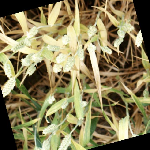 Dataset Image