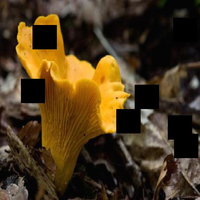 Dataset Image