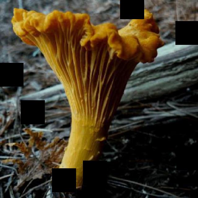 Dataset Image