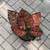 Dataset Image