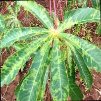 Dataset Image