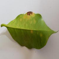 Dataset Image