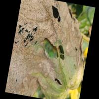 Dataset Image