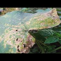 Dataset Image