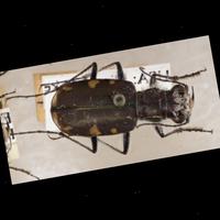 Dataset Image