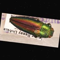 Dataset Image