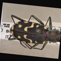 Dataset Image