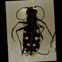 Dataset Image
