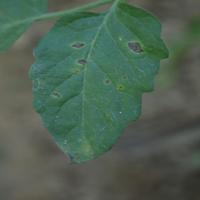 Dataset Image