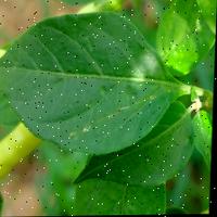 Dataset Image