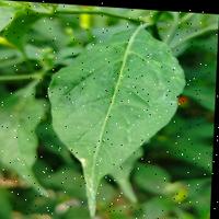Dataset Image