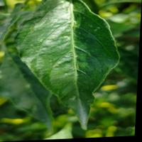 Dataset Image
