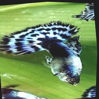 Dataset Image