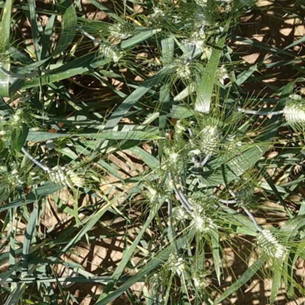 Dataset Image