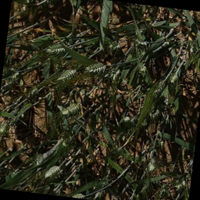 Dataset Image