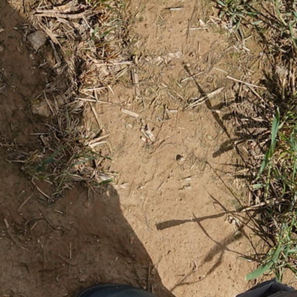 Dataset Image